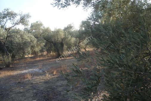 İzmir Torbalı Gold Emlaktan Satılık Bakımlı Zeytinlik