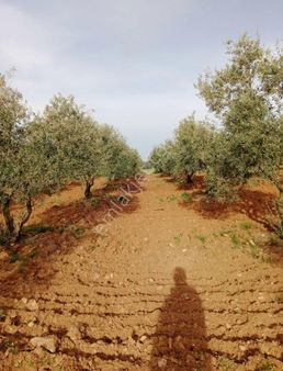 Kemerde Satılık 4300m2 Zeytinlik