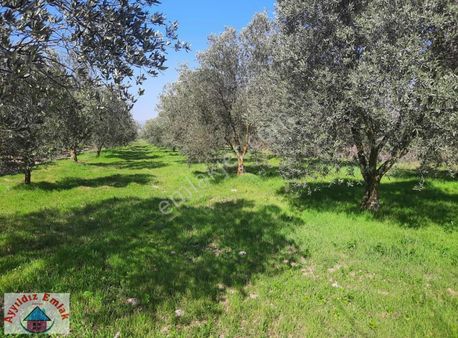 Yeniceköy Yazlık Yapımına Uygun Yatırımlık Zeytinlik