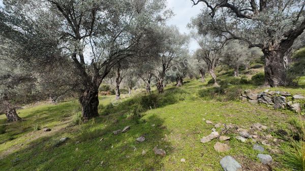 Fırsat Yatırımlık Tarlalar..