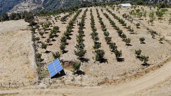 Kiraz Çanakçı'da 240 Ağaçlık Su Ve Güneş Panelli Ceviz Bahçesi