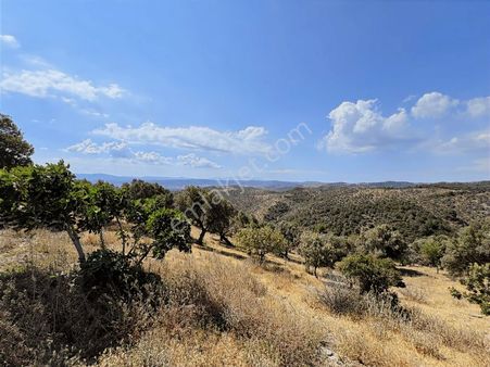 Seferihisar Ulamış' Ta Uygun Fiyatlı Büyük Arazi