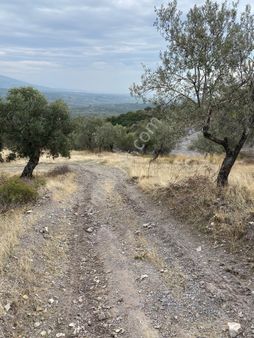 Satılık Zeytinli Tarla Manisa Saruhanlı Büyükbelen