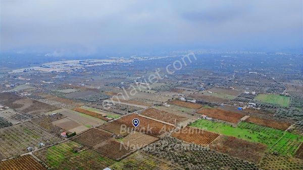 Kemalpaşa 85. Yıl Cumhuriyet Mah. 4336 M2 Satılık Bağ