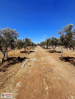 Yeşiltepede Yatırımlık Kooperatif Hissesi