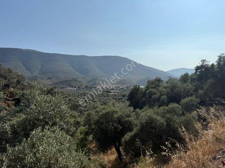 Milas Bafada Satılık Yatırımlık Zeytinlik