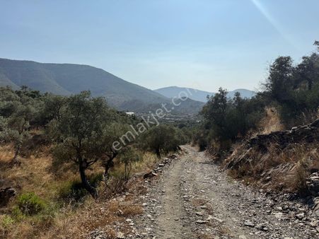 Milas Bafada Satılık Yatırımlık Zeytinlik