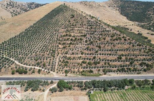 Manisa Köprübaşı Borlu Ana Yol Üzeri Satılık Zeytinlik