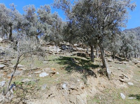 Bayındır Merkezede Satılık Tek Tapu Zeytinlik