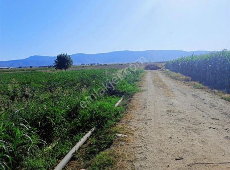 Pamukyazi Da Satılık Tarla