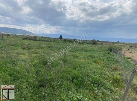 Sarıgöl Çavuşlarda Satılık Kupon Arsa