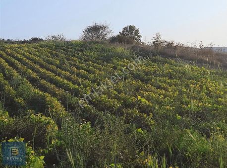 Beynil'den Bursa Yenişehir Akdere'de Satılık 7400 M2 Tarla