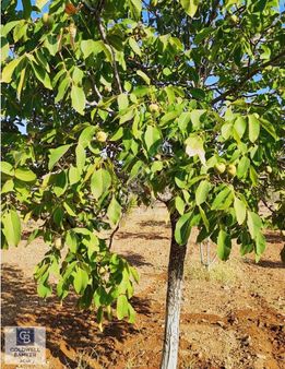 Coldwell Banker'dan Şehrin Dibinde Doğa İle İçiçe Fıstıklık