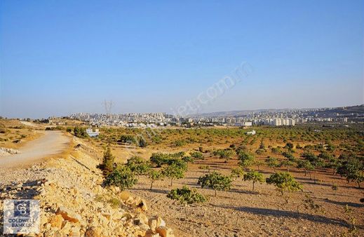 Cb'den Şehrin Dibinde Doğa İle İçiçe Bugun Tarla Yarın Arsa!