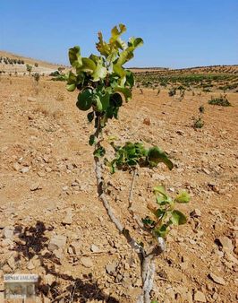 Benek Emlak Yusufkuyu Satılık Fıstıklık