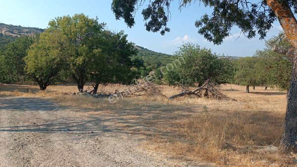 Manisa Yunusemre Dazyurt Köyünde Satılık 3.700 M² Tarla