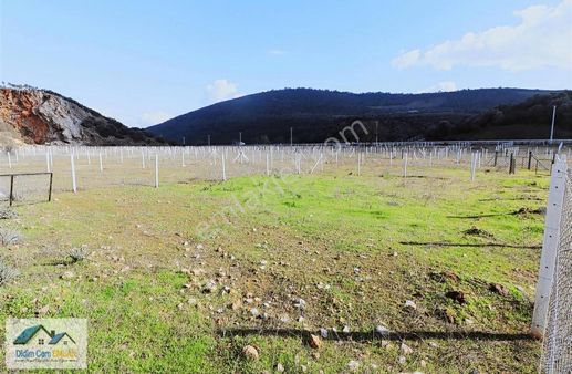 Bodrum Yolunda Satılık 250 M2 Tel Örgülü Arsalar