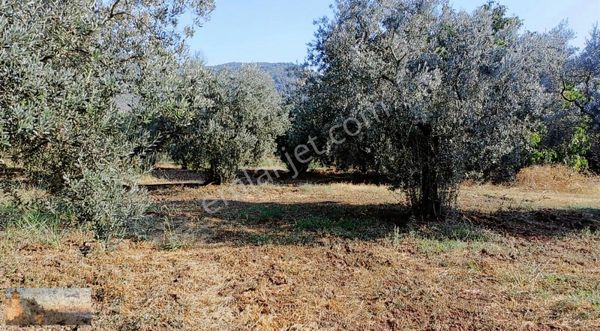 Alpaslan Emlaktan 4107m2 Gençalide Toog Yoluna 150m