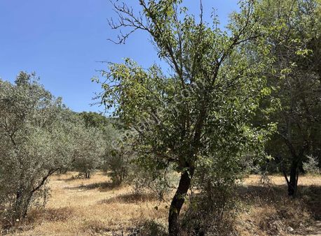 Gw Vista'dan Yaraş Da Kupon Arazi