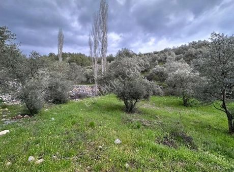 Gw Vista'dan Muğla Yeşilyurt Ta 350 Ağaç Olan Zeytinli Tarla