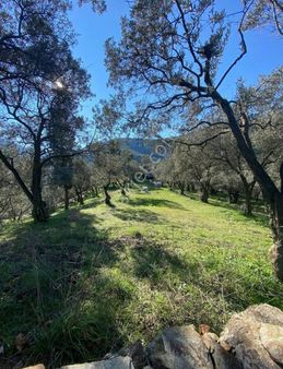 Gw Vista'dan Muğla Mentşe Kafaca Mah Bakımlı Zeytinlik