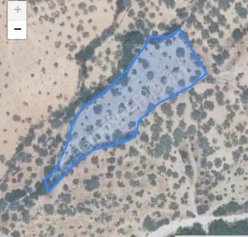 Startkey Pelit Yaka Mah. Zeytinlik Vasfında 4641 M2 Tarla