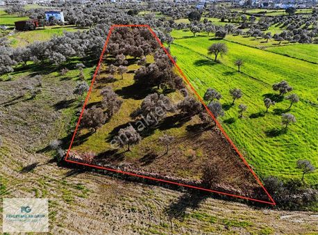 Milas Kısırlar Da Uygun Fırsatlı Kısa Süreli Zeytinli Tarla