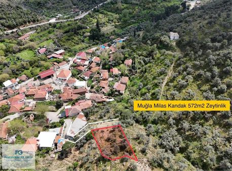 Milas Kandak Mahallesinde Köy İmarı İçerisinde Satılık Zeytinlik