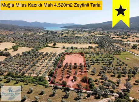 Milas Kazıklı Da Denize Yakın Asfalt Yola Sıfır Satılık Arazi
