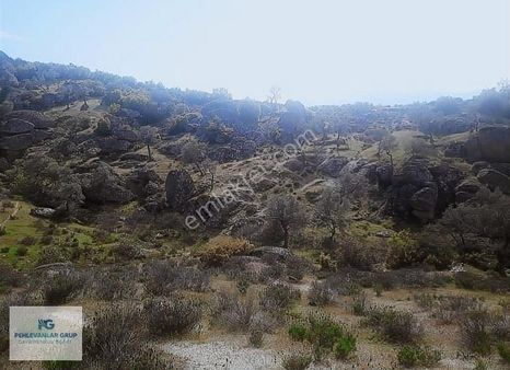 Milas Sınırı Karpuzlu'da Fırsat Fiyata Satılık Büyük Zeytinlik