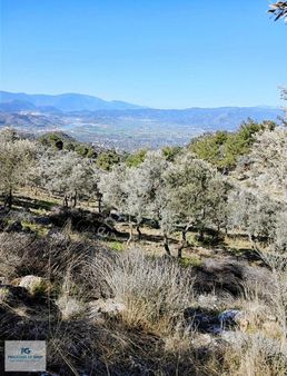 Pehlevanlar'dan Kırcağız Mahallesinde 10.144m2 Verimli Zeytinlik