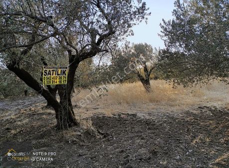 Mustafa Başyiğit Emlak'tan Satılık Süleyman'lıda Zeytinlik