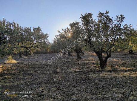 Mustafa Başyiğit Emlak'tan Satılık Süleyman'lıda Zeytinlik