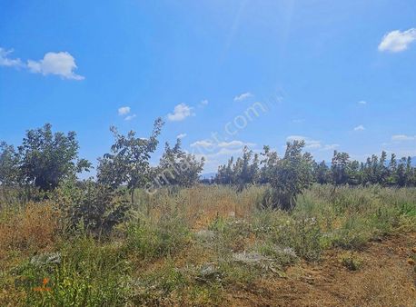 Çanakkale Biga Kanibey Köyünde 35,277 M2 Cevizlik Ve Tarla