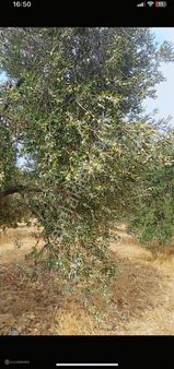 Ezine Karadağ Köyünde Satılık Zeytik