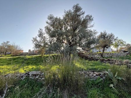Bodruma Yakın İmarlı Arsa Ve Köy Evi Fırsat Yatırım Yeri Acil Ev