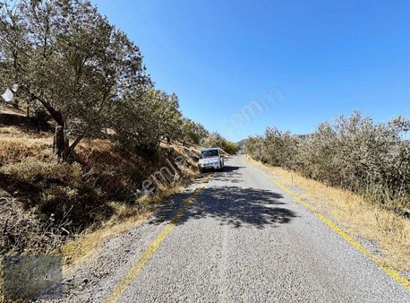 Boyut'tan Edremit Deli Köyü Yol Cepheli Satılık Zeytinlik