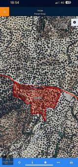 Ayvalık Kilisetepede 21.793 M², 250 Asırlık 300 Ağaç Zeytinlik