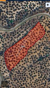 Ayvalık Kazım Karabekirde 10.621 M², 150 Asırlık Zeytinlik