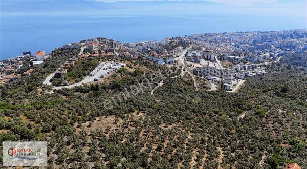 Emlakhabercisi'nden Mudanya İmara 400 Metre Yatırımlık Zeytinlik