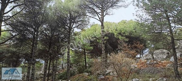 Kozak Yaylası Nın En Güzel Yerinde Doğa Harikası 18 Dekar Çamlık