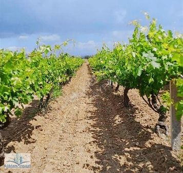 Yunusemre Mareşal Fevzi Çakmak Mh De 7900 M2 Acil Satılık Bağ