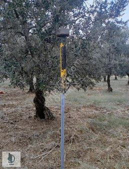 Yalova-bursa Yolu Süpürgelik Mevkiinde 22.5 Dönüm Zeytinlik