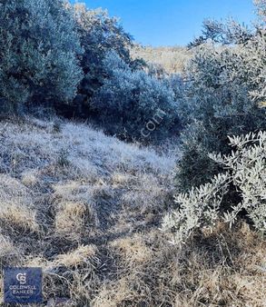 Menderes Gümüldürde 2.449 M2 Rızai Taksimi Yapılmış Tarla