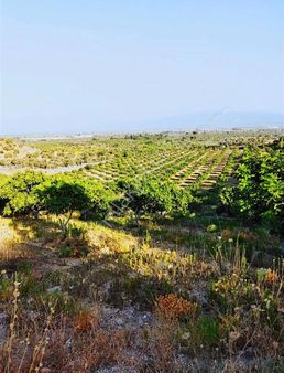 Satılık İncir Bahçesi