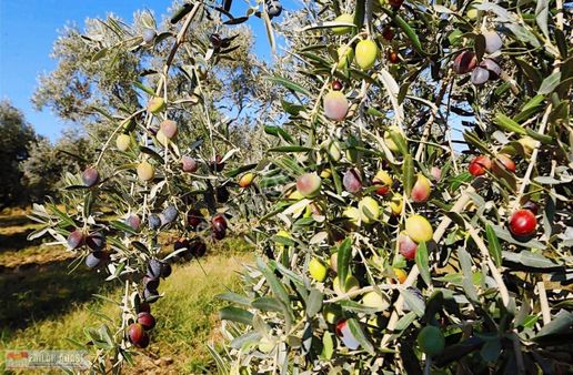 12 Dönüm Fırsat Zeytinlik