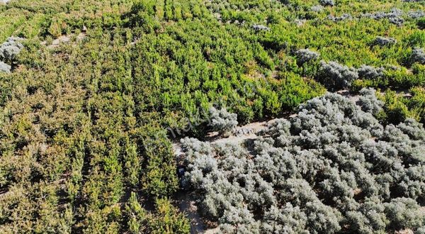 Kemalpaşa Yiğitlerde Biblo Gibi Kirazlık