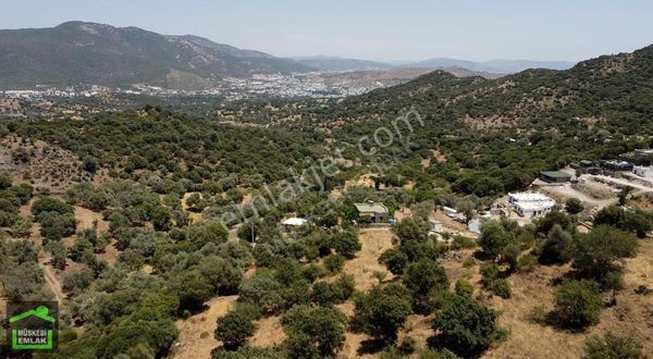 Bodrum Gürecede Yatırımlık Zeytinli Tarla