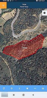 Acil Satılık Fıstık Çamlığı