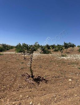 Acilsatılık Ahmetşekergayrımenkulden